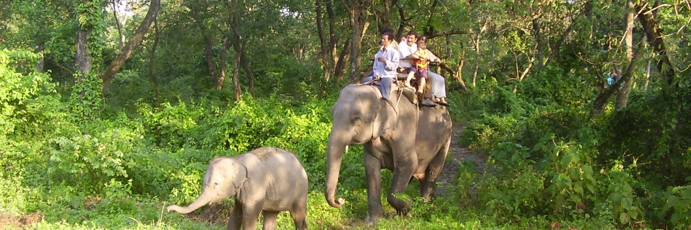 jaldapara elephant safari, jaldapara national park tour, dooars tour package
