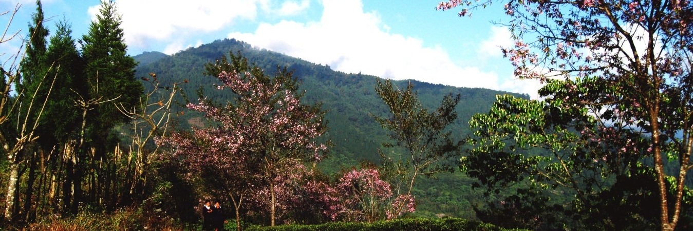 Lava Loleygaon Rishyap Charkhole Tour Package