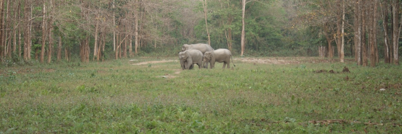 dooars tour with jaldapara and buxa