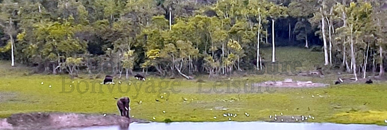 gorumara national park tour package, dooars tour with gorumara & lataguri