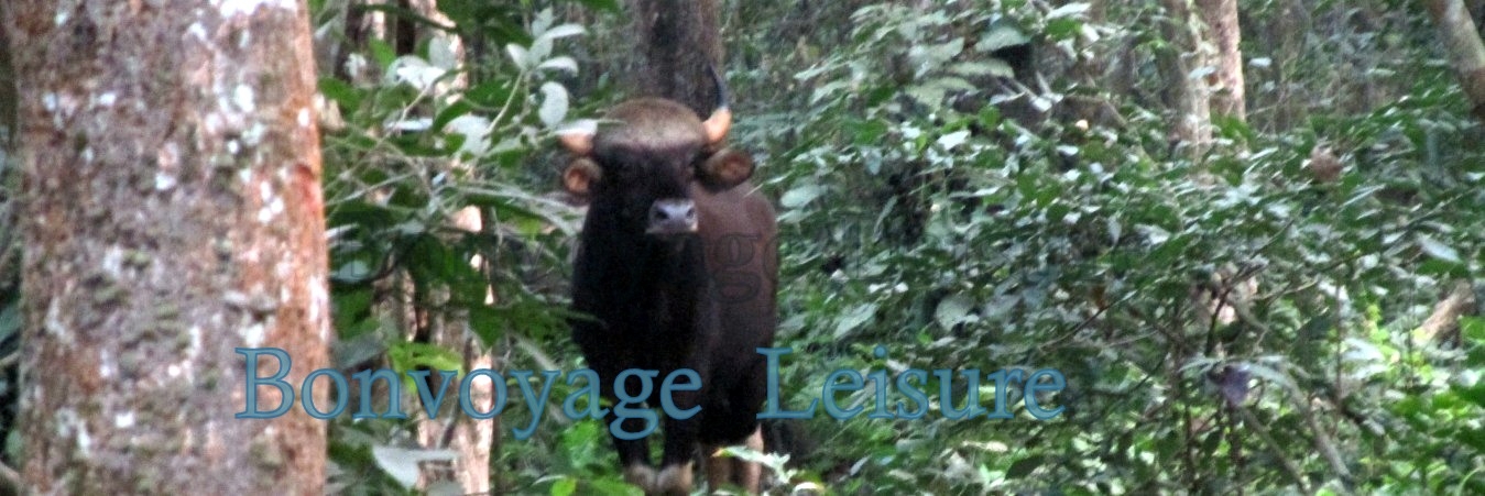 jaldapara national park tour