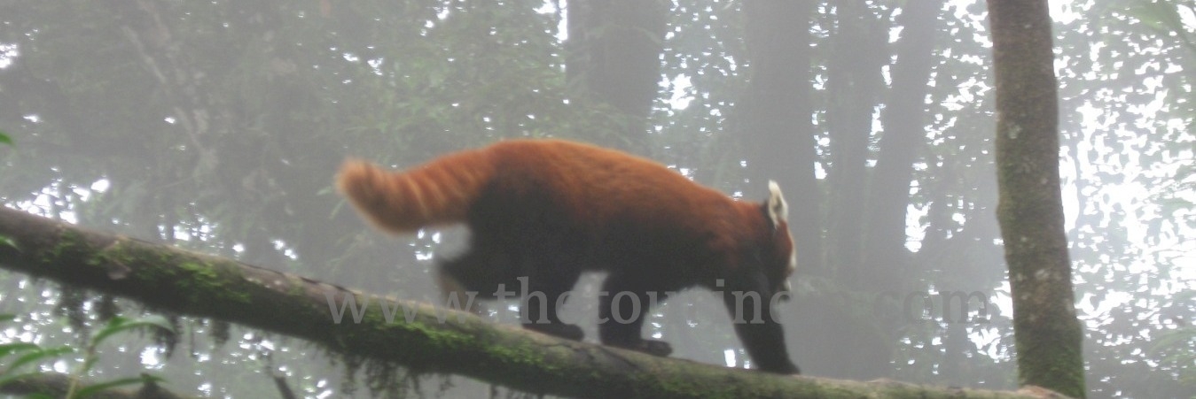 pelling-rinchenpong-darjeeling tour of sikkim tour package, darjeeling red panda