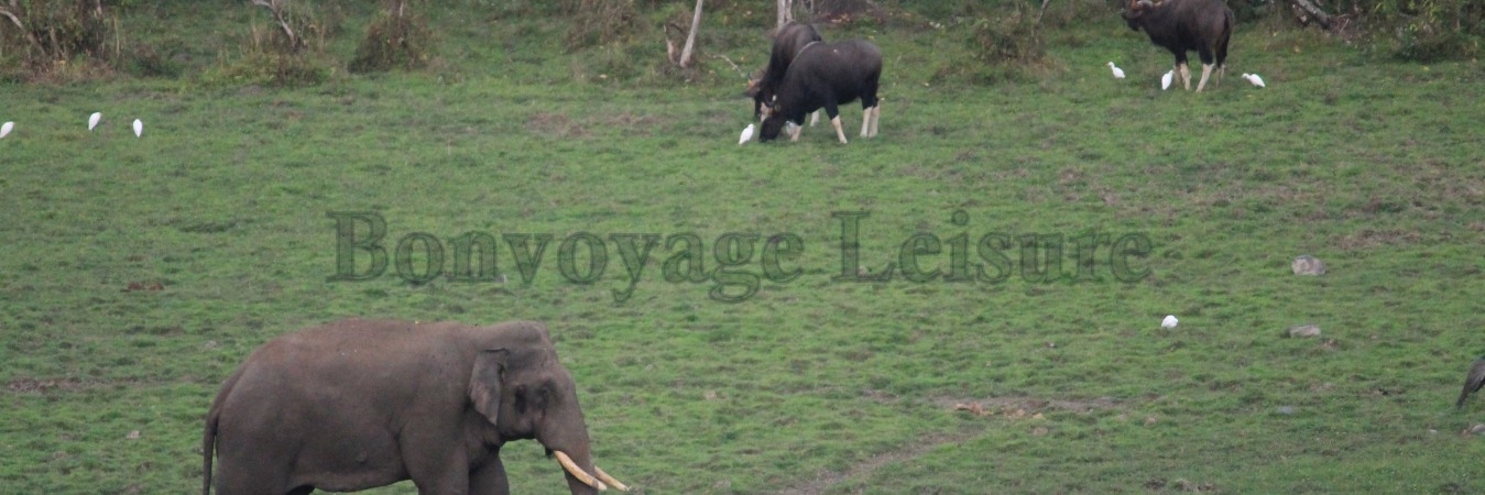 jaldapara national park tour package, dooars tour