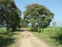 Kaziranga National Park