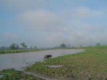 Rhino in Kaziranga National Park